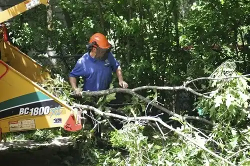 tree services Urbancrest